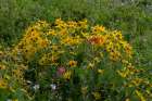 USA, Wyoming. Arrowleaf balsamroot and scarlet gilia wildflowers, Teton Mountains. Art Print